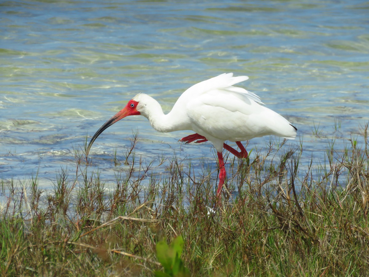 White Ibis - Michael Hughes