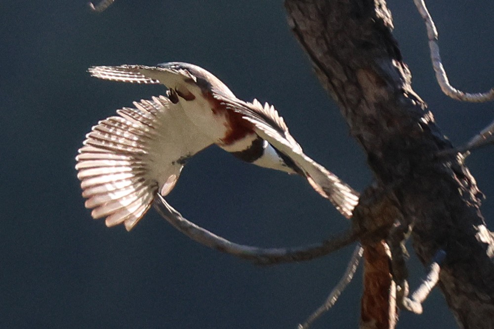 Belted Kingfisher - ML561258511