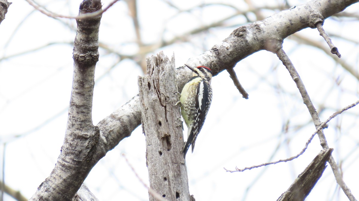 Yellow-bellied Sapsucker - ML561258911