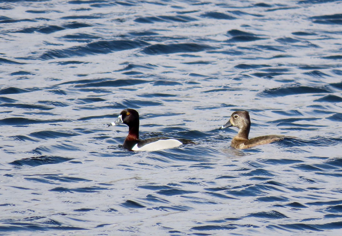 Ring-necked Duck - ML561259841