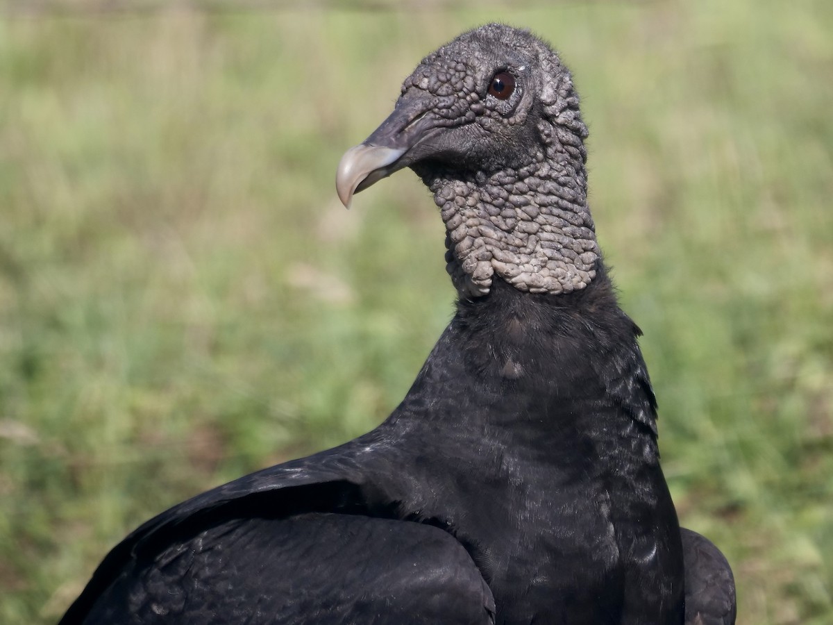 Black Vulture - ML561260681