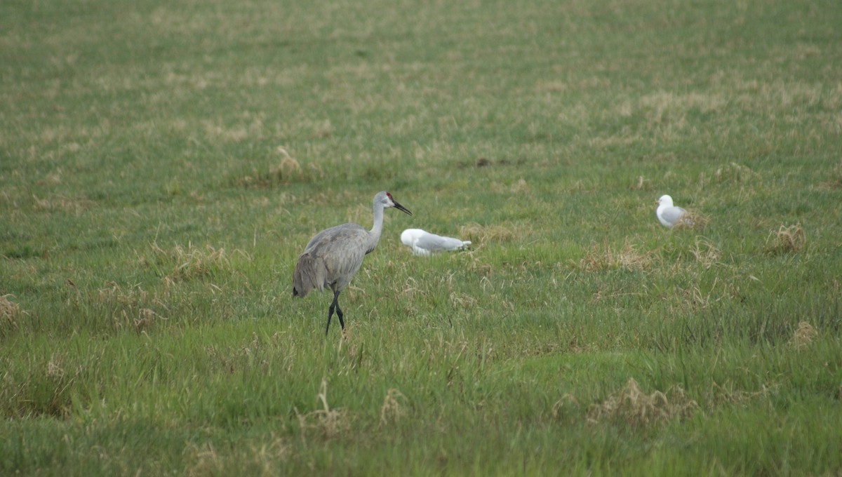 Sandhill Crane - ML561260721