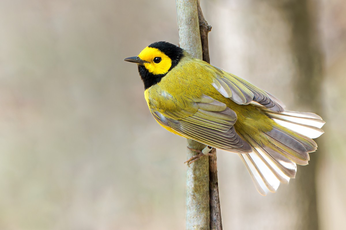 Hooded Warbler - ML561261031