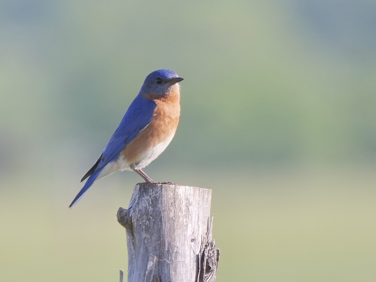 Eastern Bluebird - ML561261051