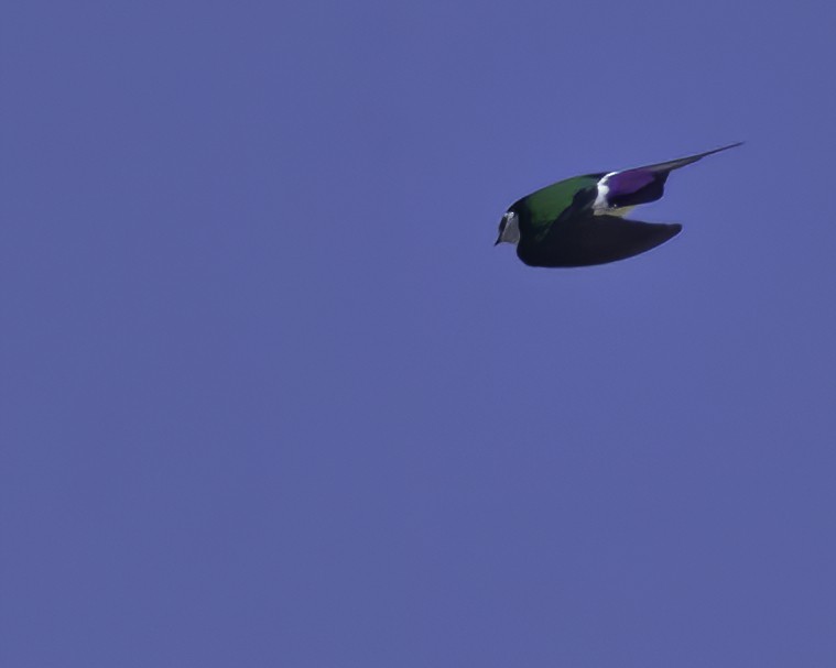 Violet-green Swallow - Cathy Severson