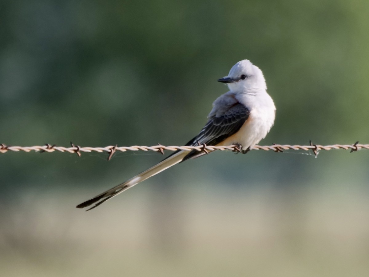 Scissor-tailed Flycatcher - ML561261941