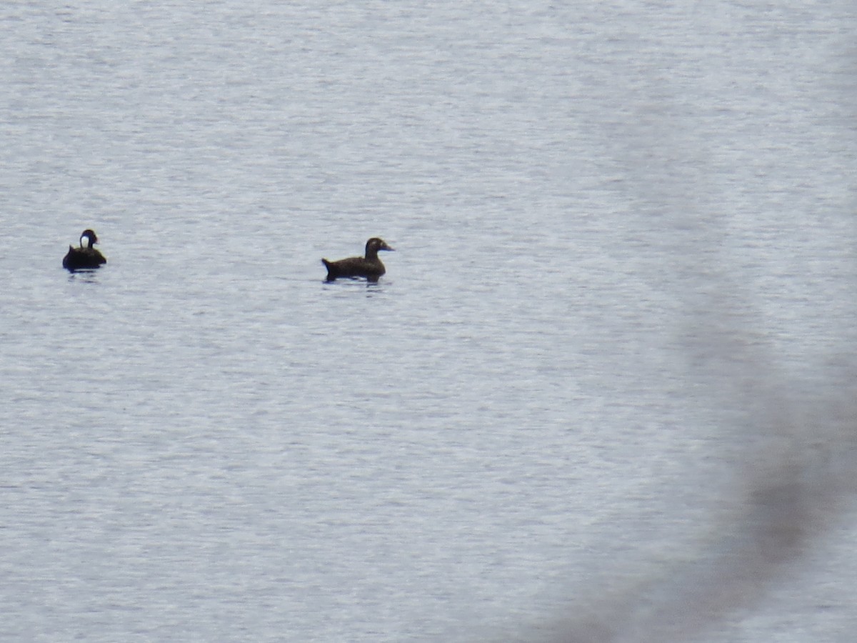 Surf Scoter - ML561262411