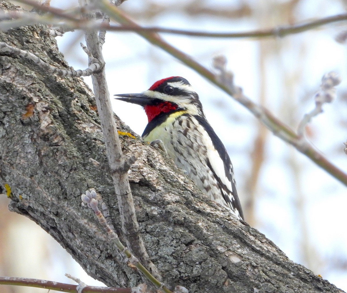 Yellow-bellied Sapsucker - ML561262651