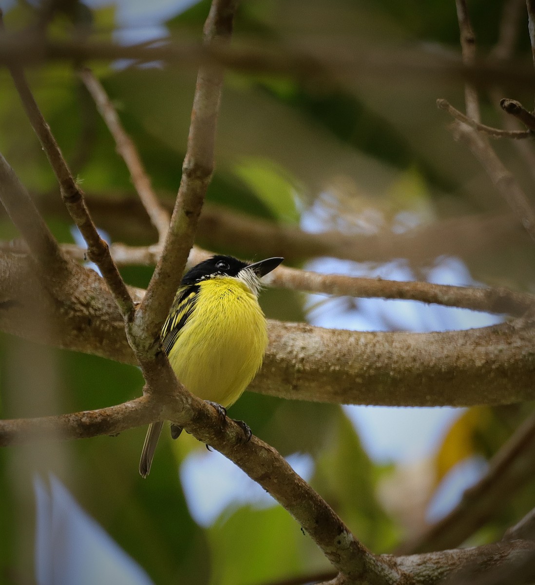 Black-headed Tody-Flycatcher - Marco Quesada