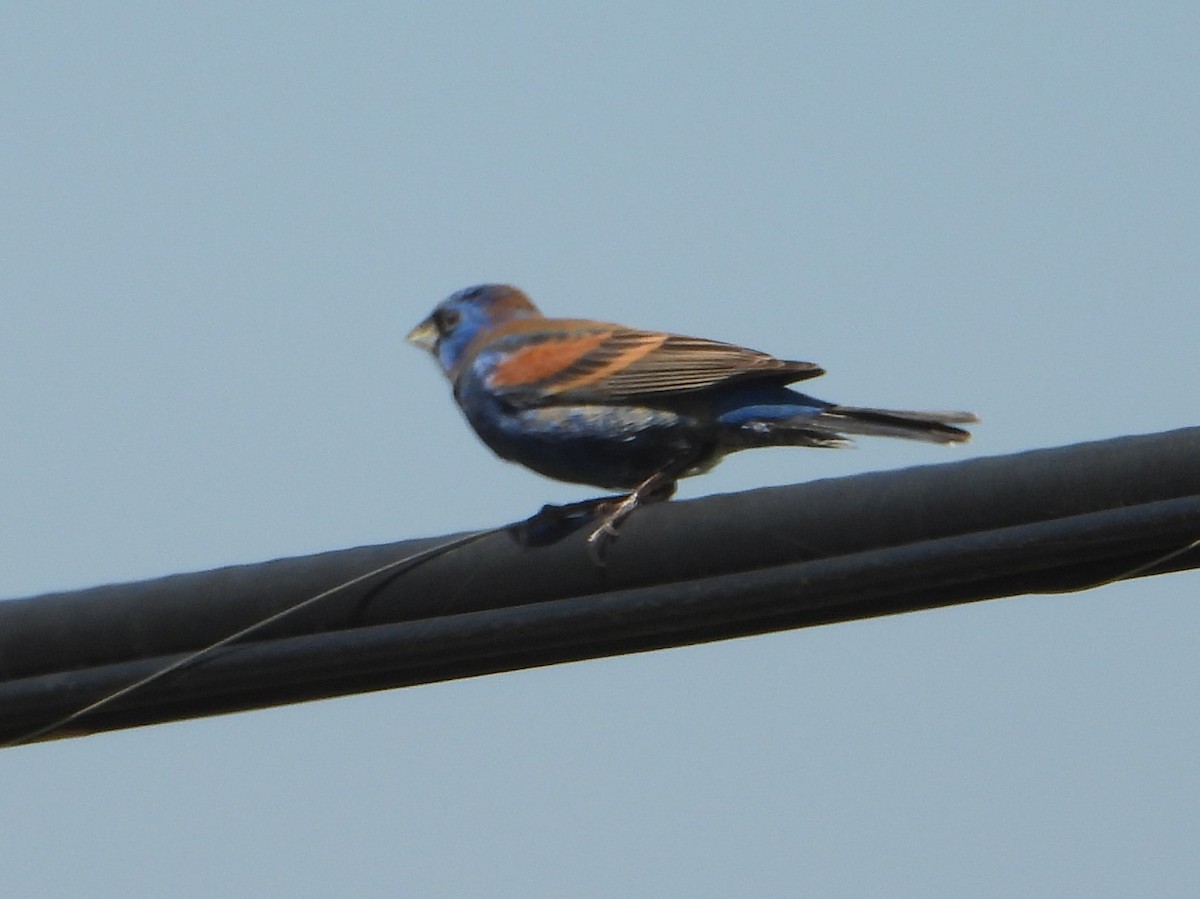 Blue Grosbeak - Dory Owen