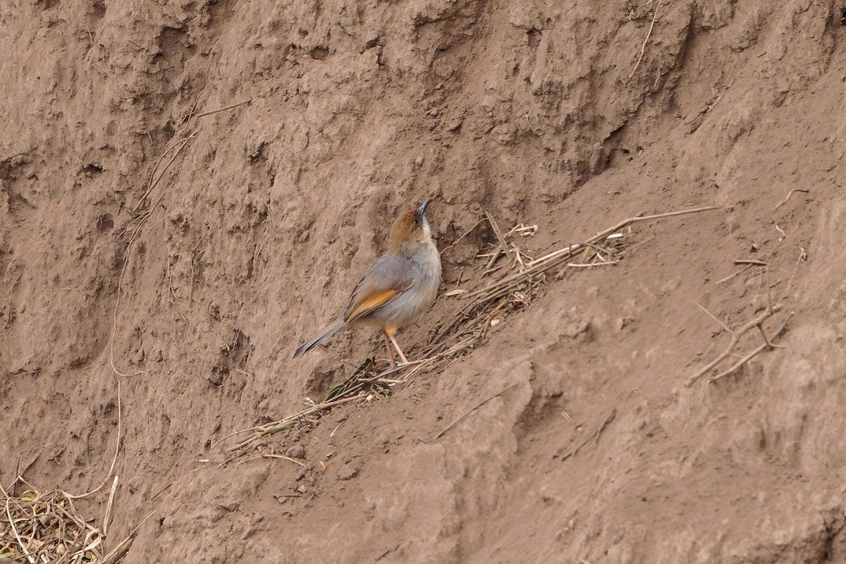 Singing Cisticola - ML561264061