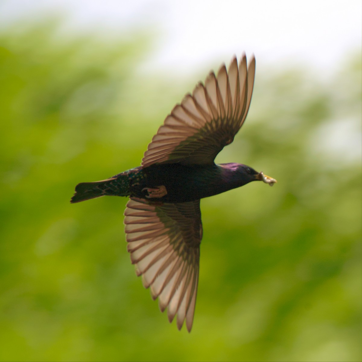 European Starling - ML561264071