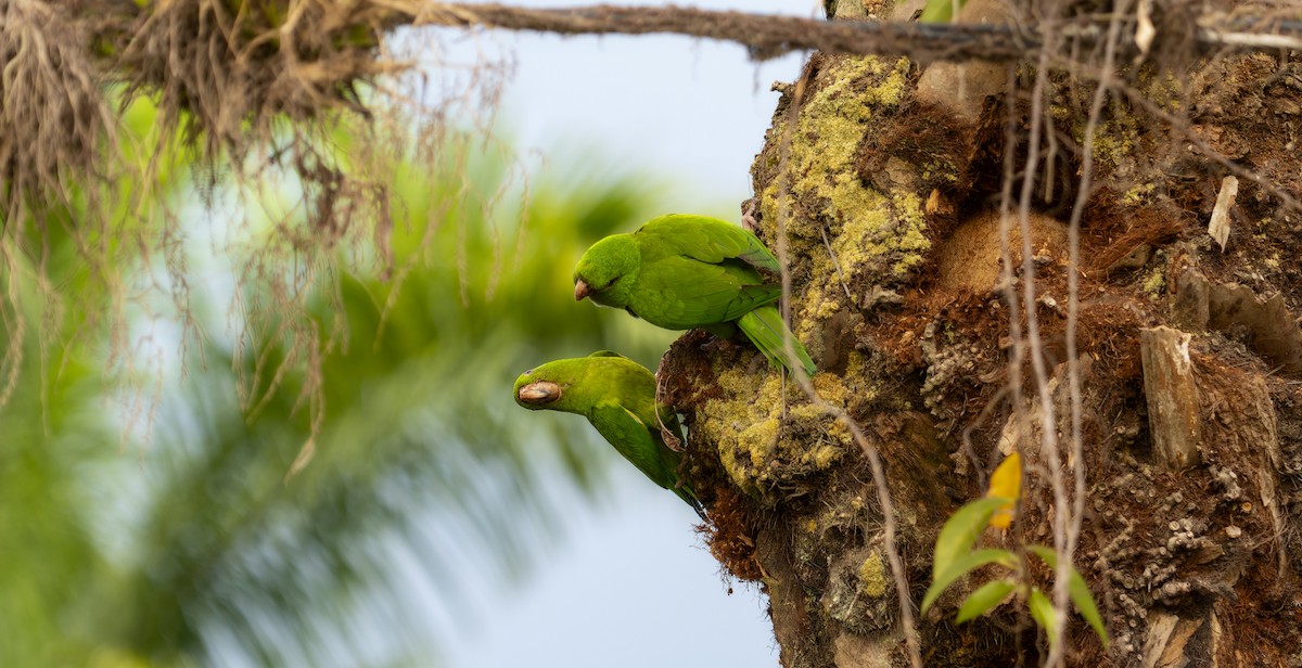 Pacific Parakeet - ML561264621