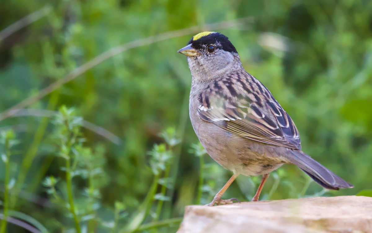 Golden-crowned Sparrow - Max Breshears