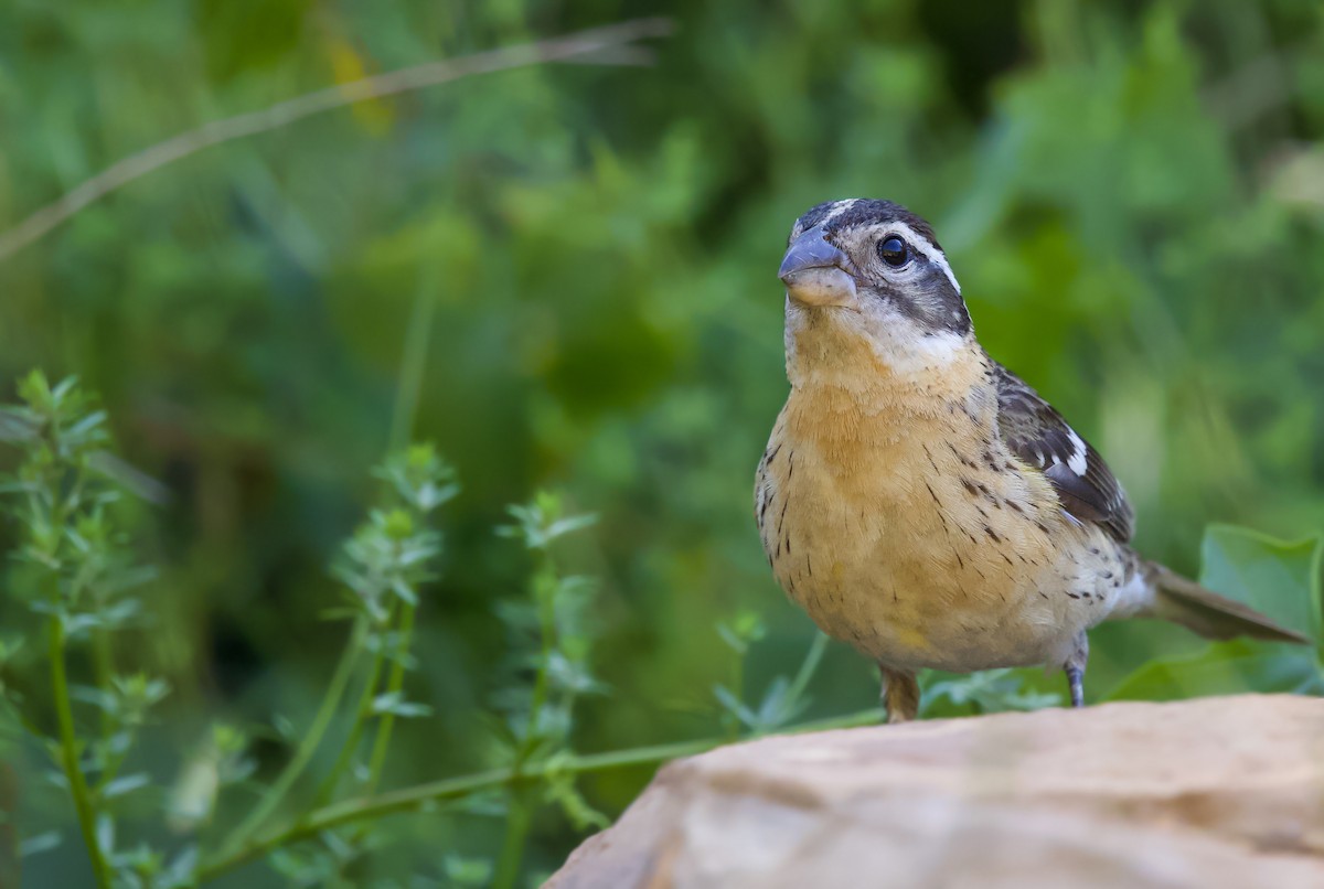 Black-headed Grosbeak - ML561264811