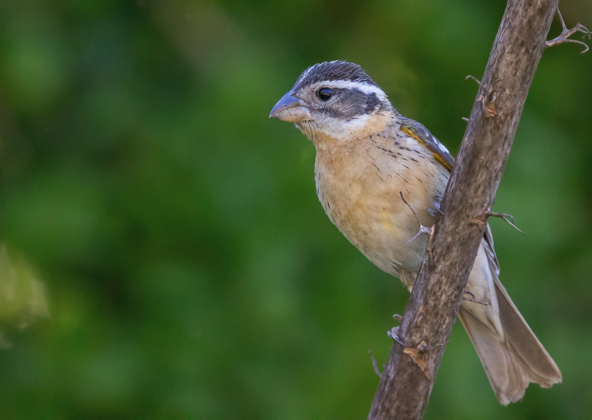 Black-headed Grosbeak - Max Breshears