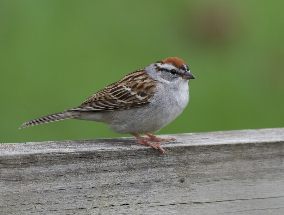 Chipping Sparrow - ML561265241