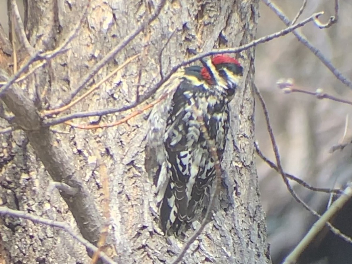 Yellow-bellied Sapsucker - ML561265381