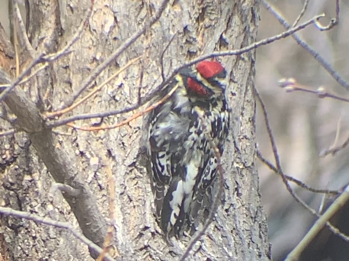 Yellow-bellied Sapsucker - ML561265391