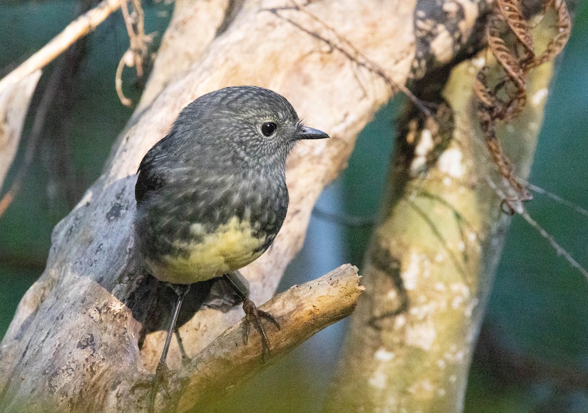 North Island Robin - ML561265491