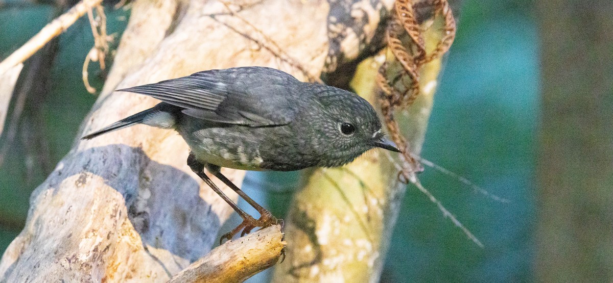 North Island Robin - ML561265501