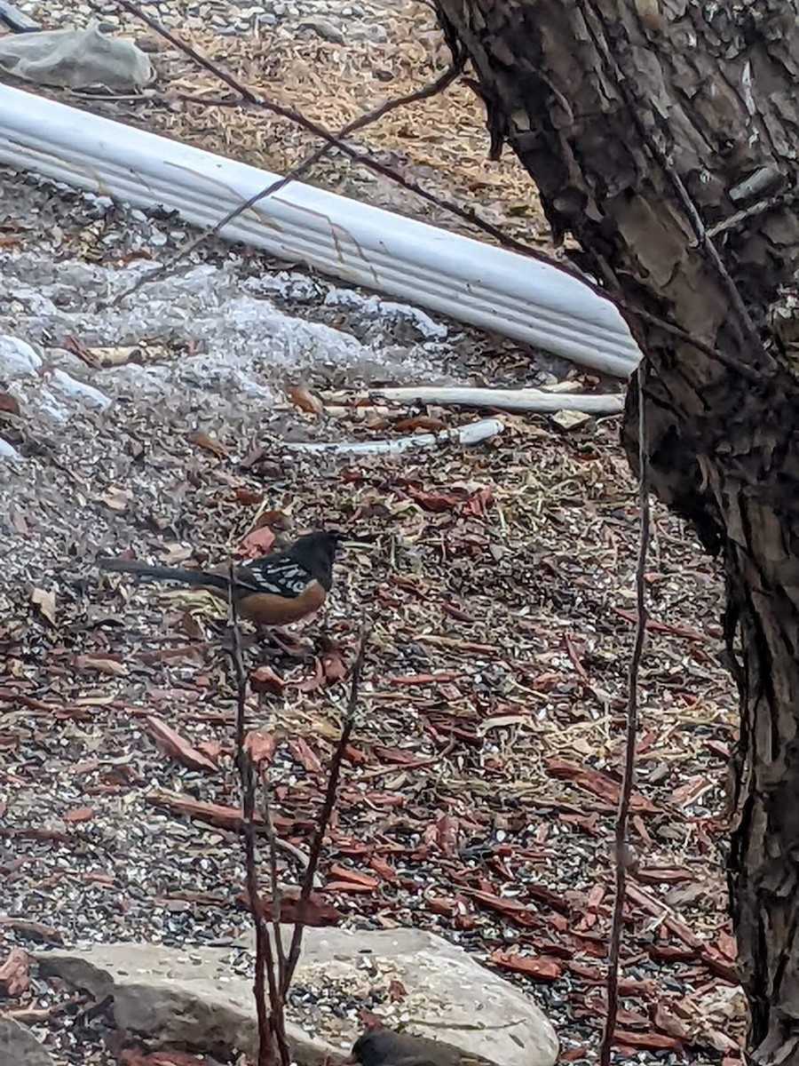 Spotted Towhee - ML561266491
