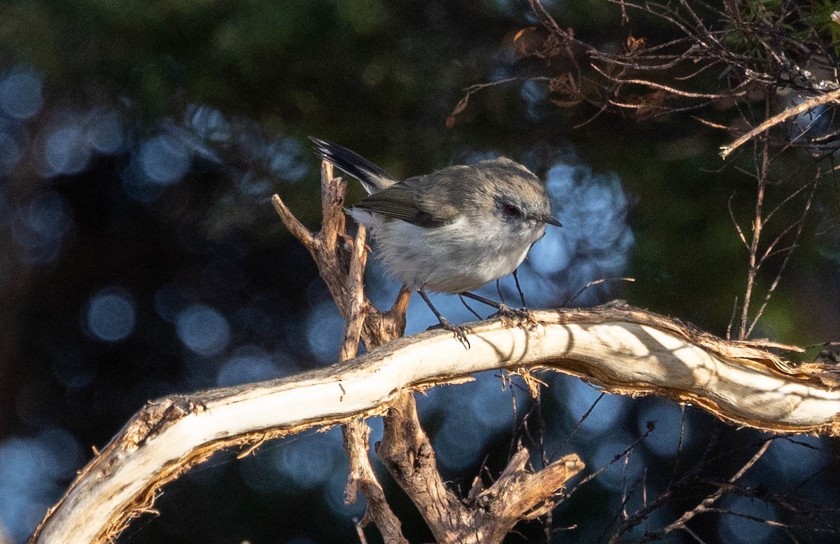 Gray Gerygone - David Barton