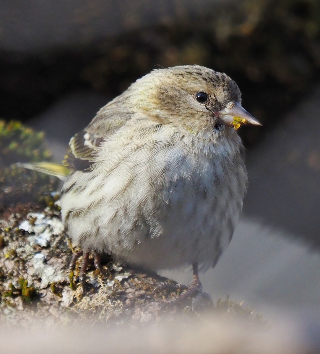 Pine Siskin - ML561266611