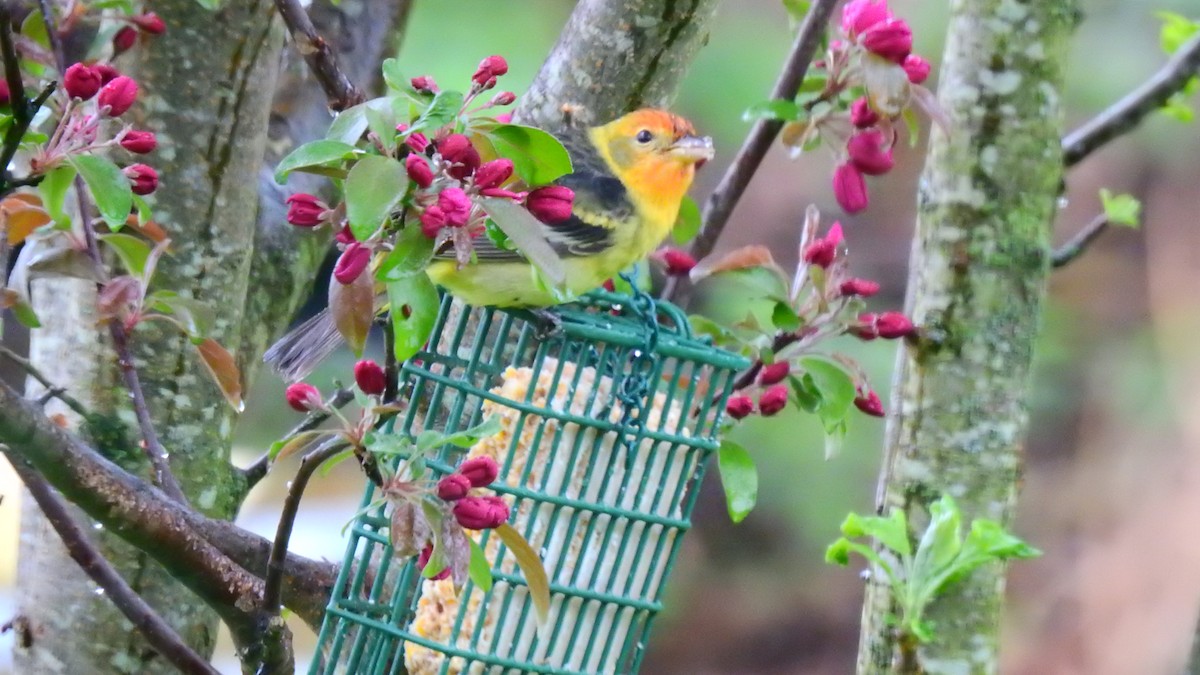 Western Tanager - ML561267431