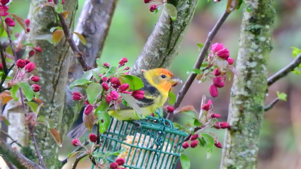 Western Tanager - ML561267511