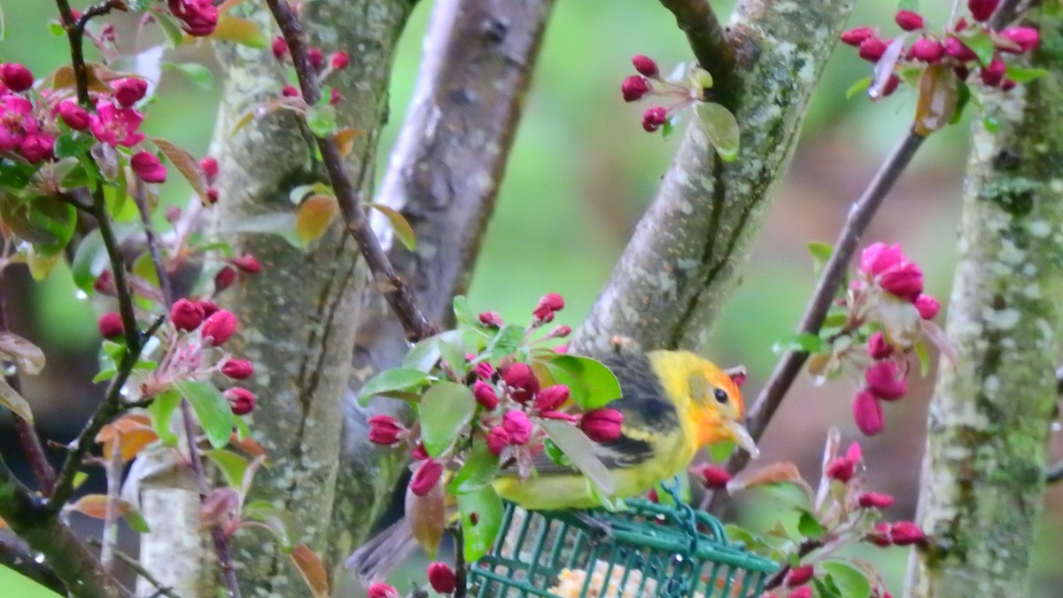 Western Tanager - ML561267541