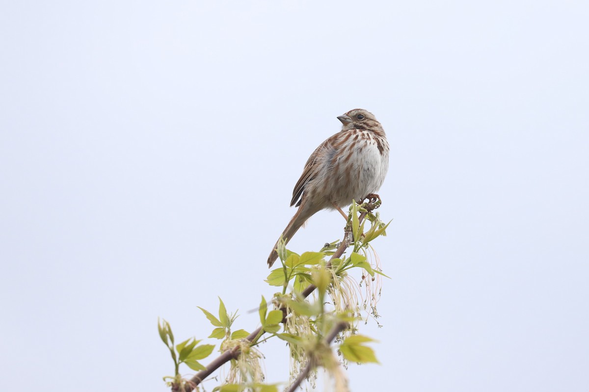 Song Sparrow - ML561267801