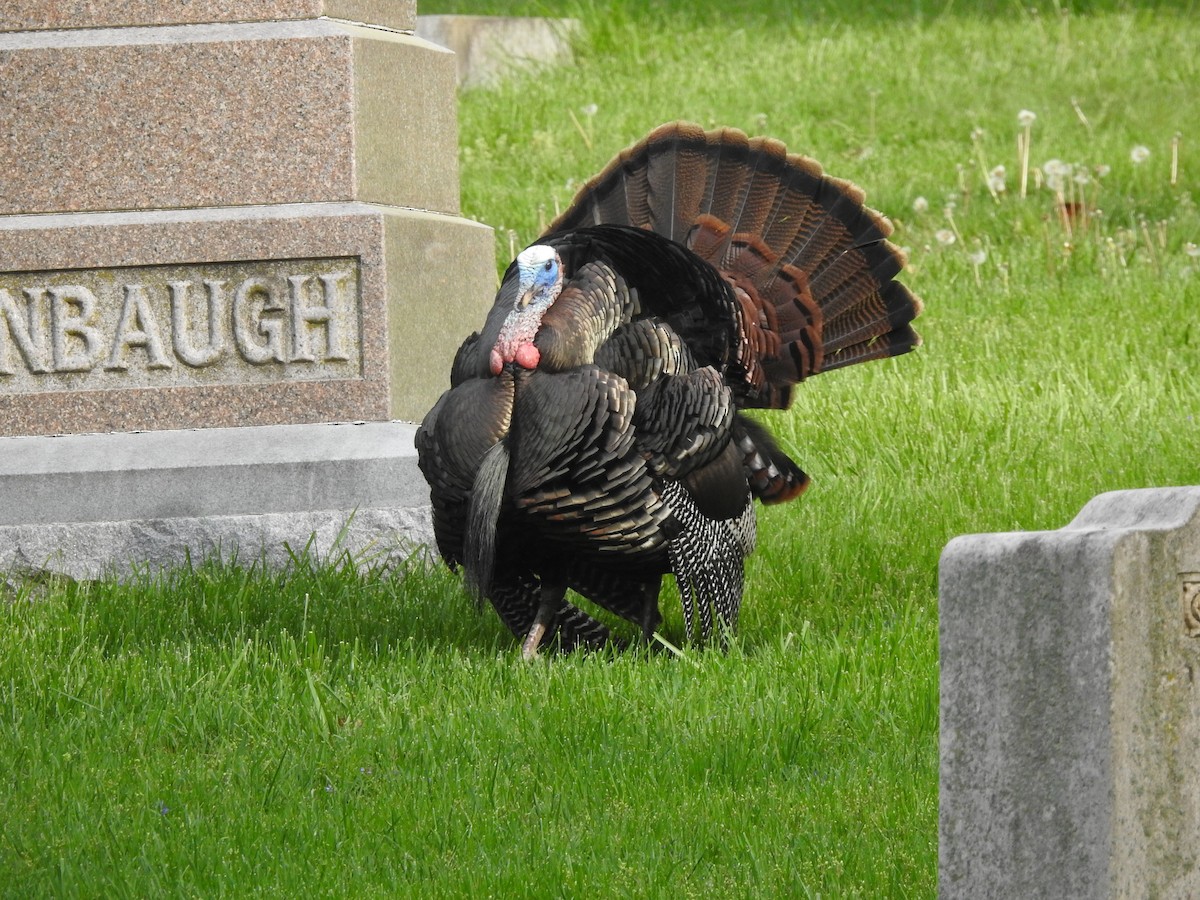 Wild Turkey - ML561267831