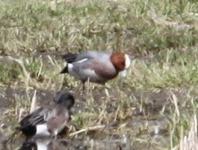 Eurasian Wigeon - ML561269461