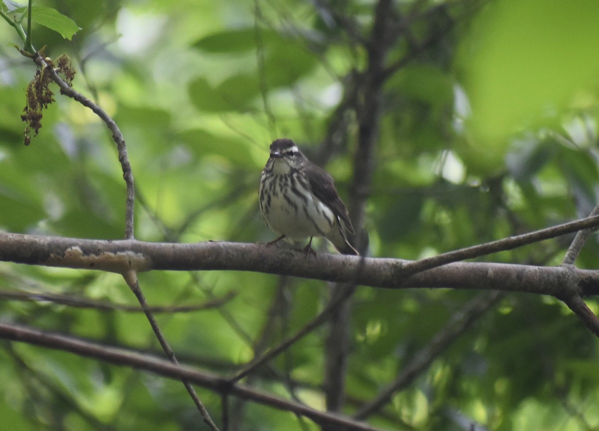 Louisiana Waterthrush - ML561269591