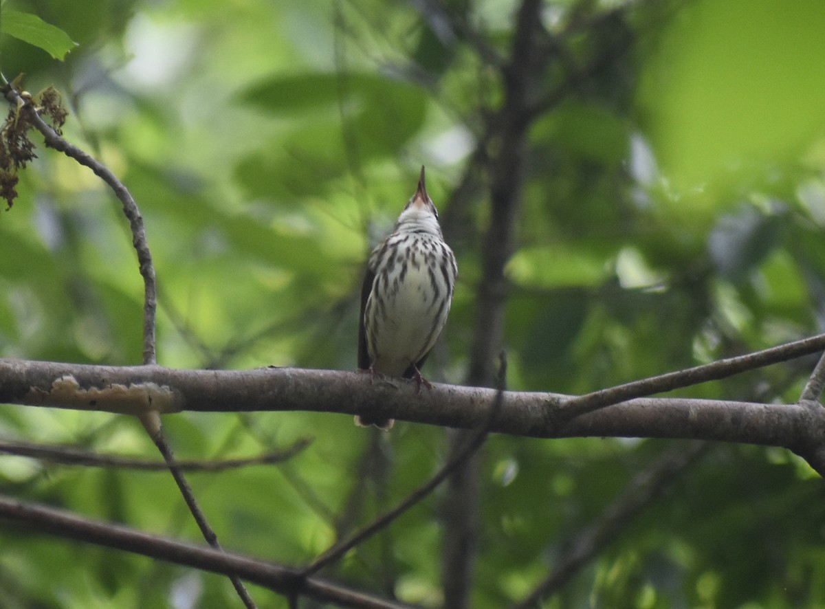 Louisiana Waterthrush - ML561269601