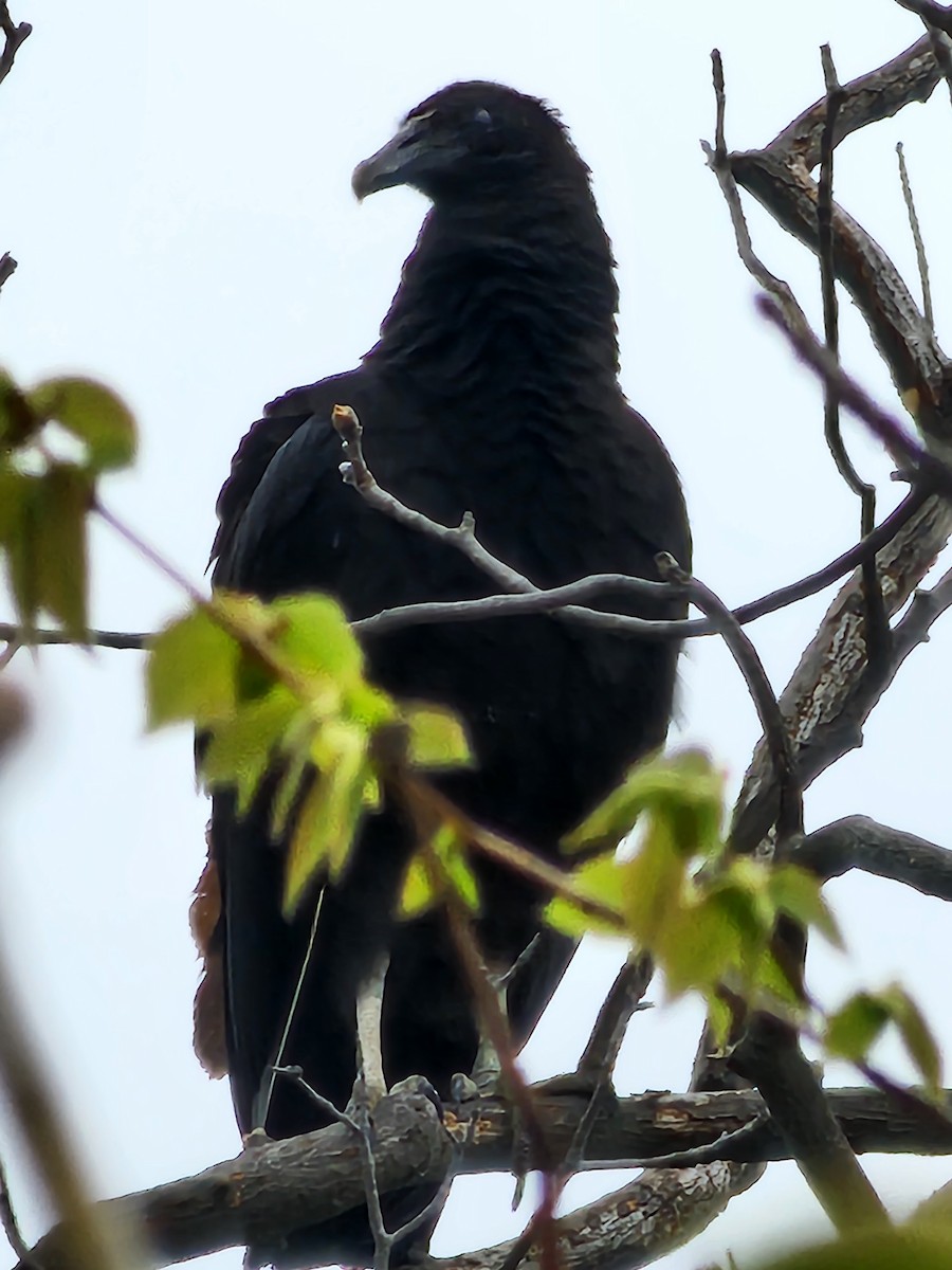 クロコンドル - ML561272171