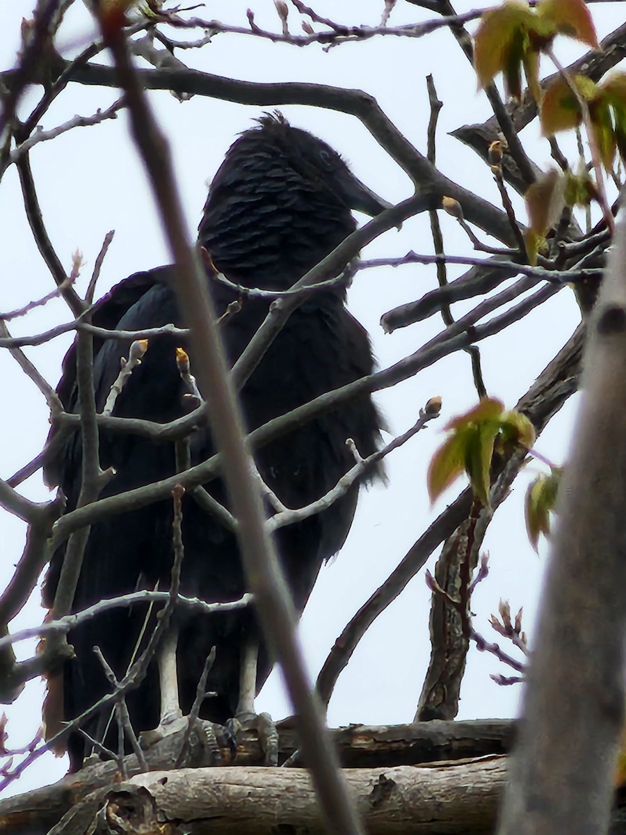 クロコンドル - ML561272311