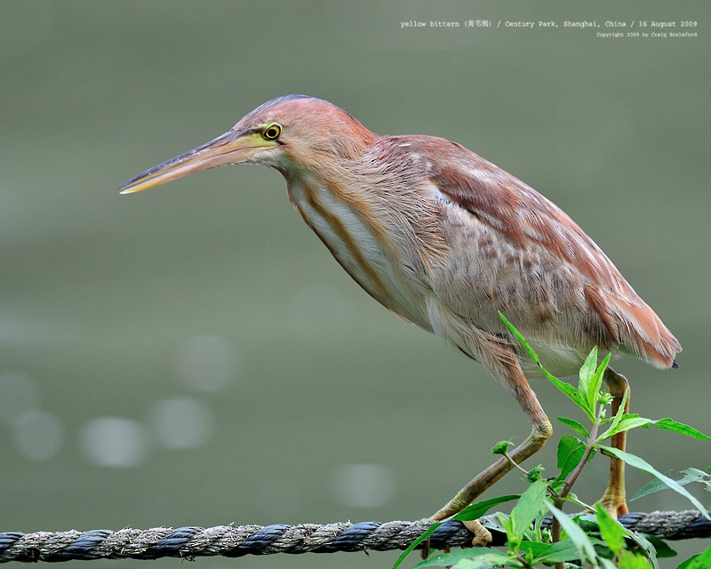 Yellow Bittern - ML56127251