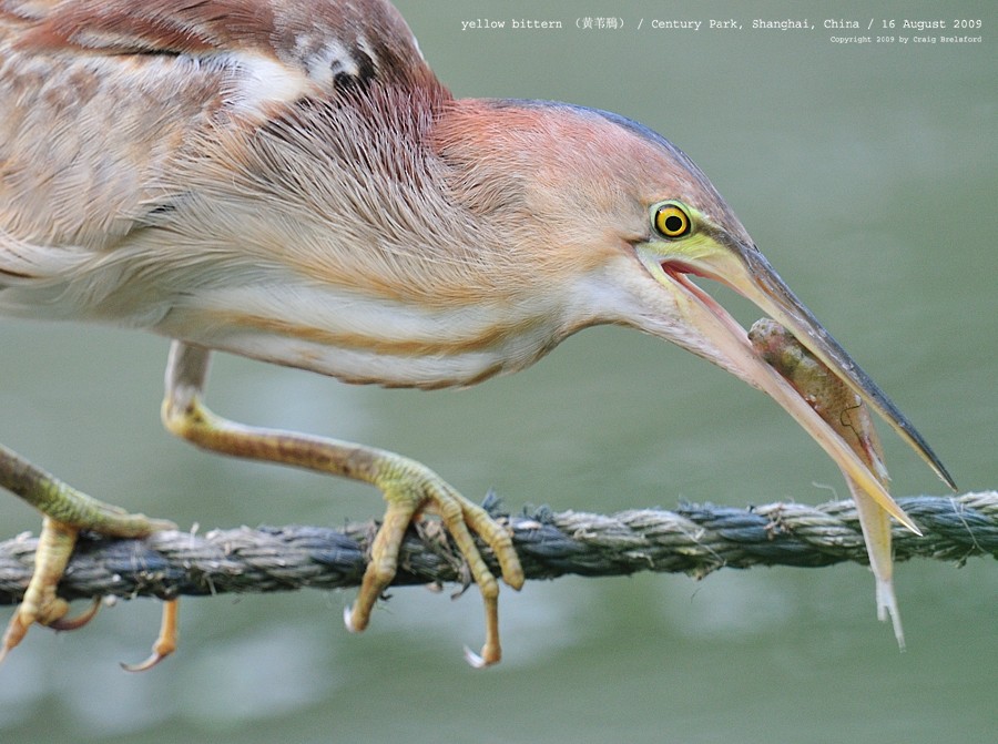 Yellow Bittern - Craig Brelsford