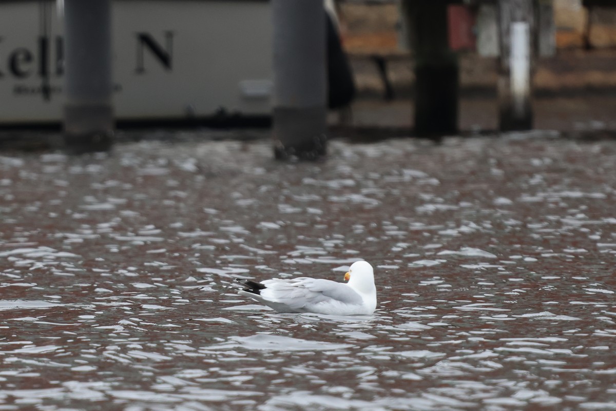 American Herring Gull - ML561272811