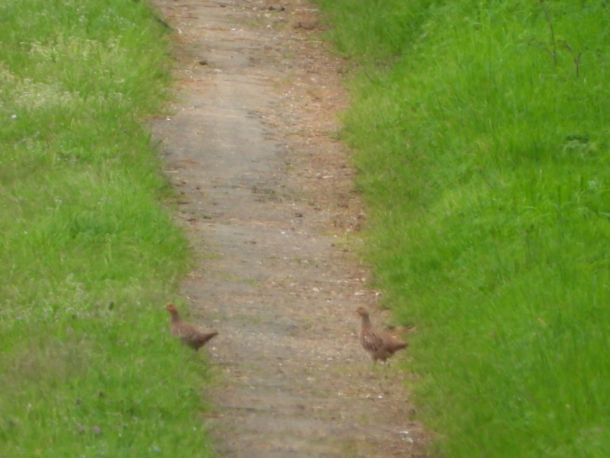 Gray Partridge - ML561274061