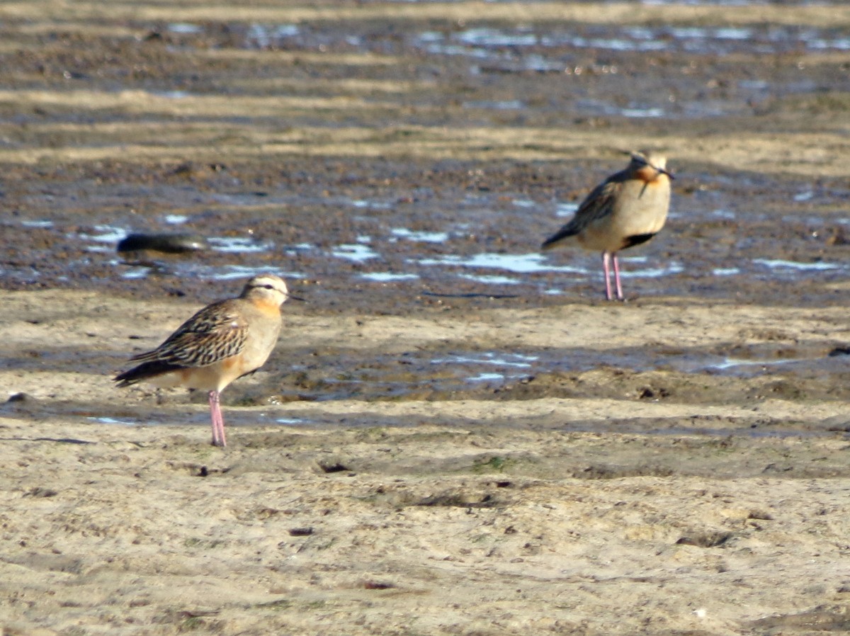 Tawny-throated Dotterel - ML561275691