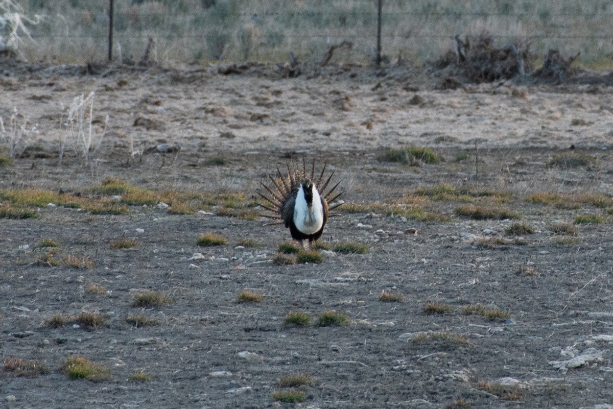 Greater Sage-Grouse - ML561275871