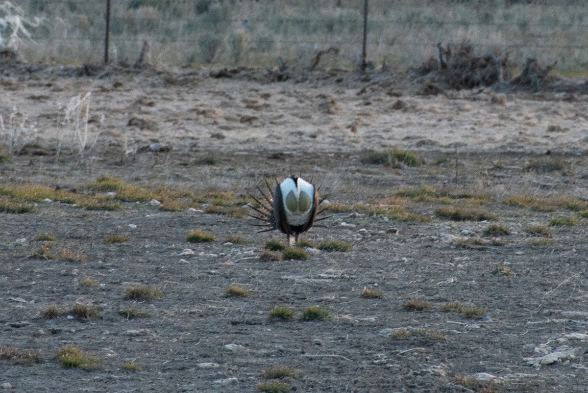 Greater Sage-Grouse - ML561275881