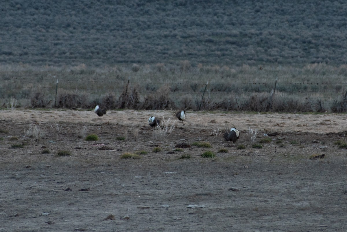 Greater Sage-Grouse - ML561275891