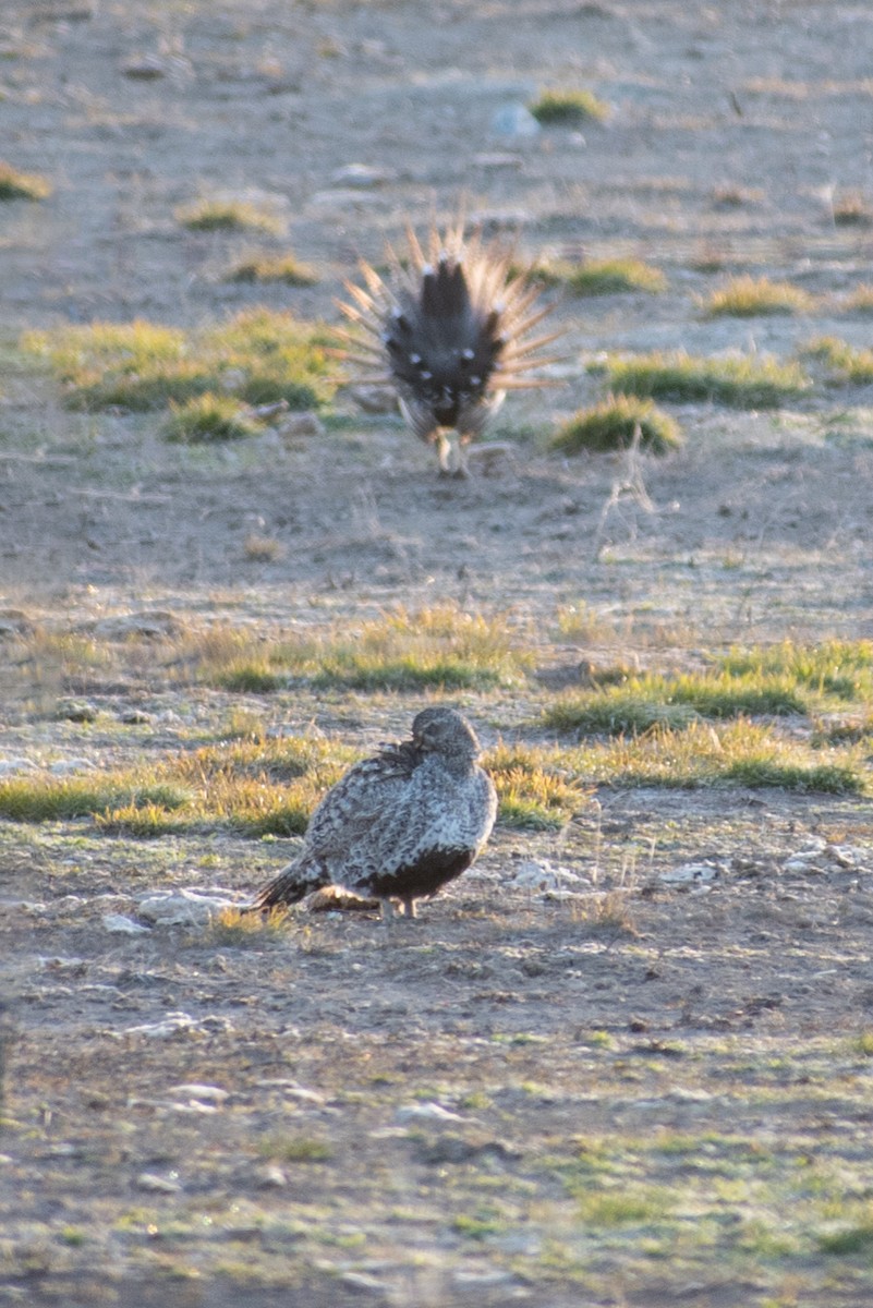 Greater Sage-Grouse - ML561275901