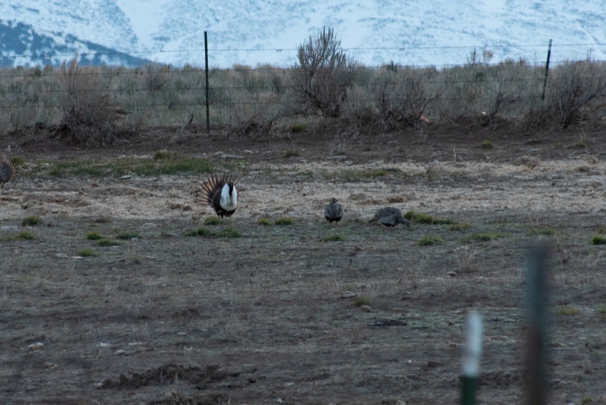 Greater Sage-Grouse - ML561275911