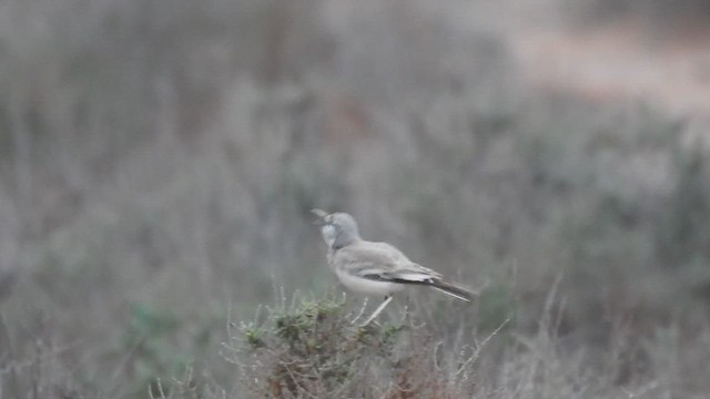 Greater Hoopoe-Lark - ML561276241