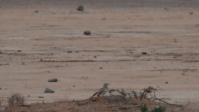 Greater Hoopoe-Lark - ML561276271